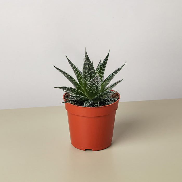 gasteria succulent Succulent Gasteria Durban