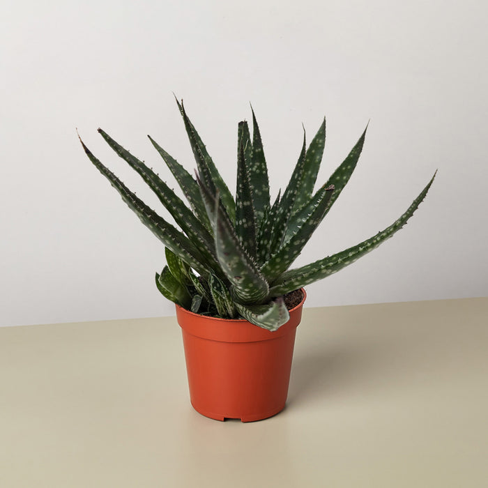 Succulent Haworthia Limifolia