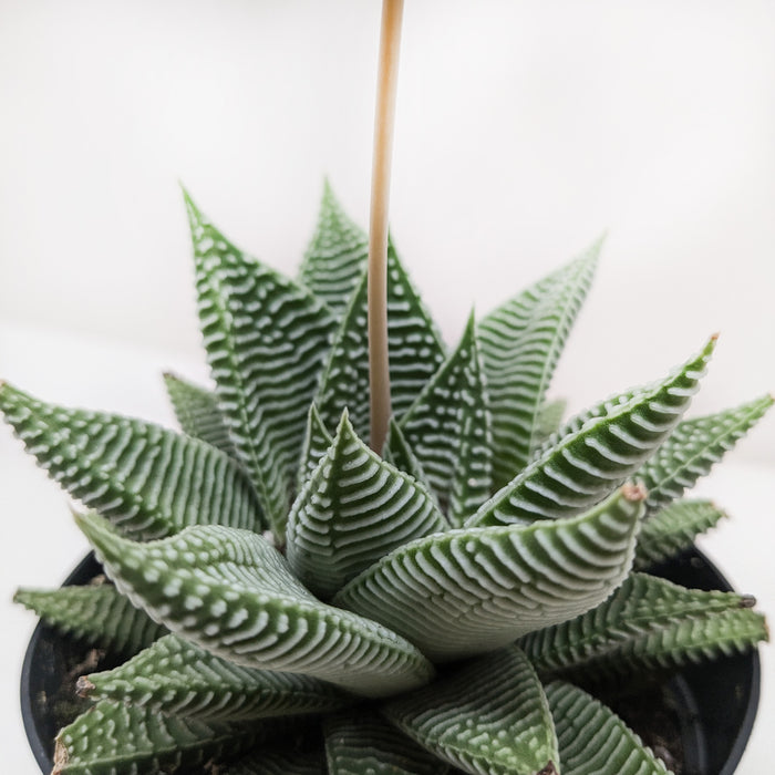 Mix Gasteria/Haworthia in vaso terracotta 3 piante - My Green Help Mix Gasteria/Haworthia in vaso terracotta 3 piante - My Green Help