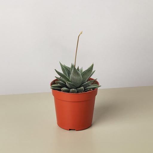 indoor succulent plants for sale Succulent Gasteria Durban