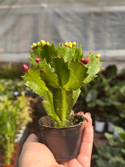 is christmas cactus an indoor plant Zygocactus 'Christmas Cactus' | Indoor Plant | Tropical Plant | Potted Plant