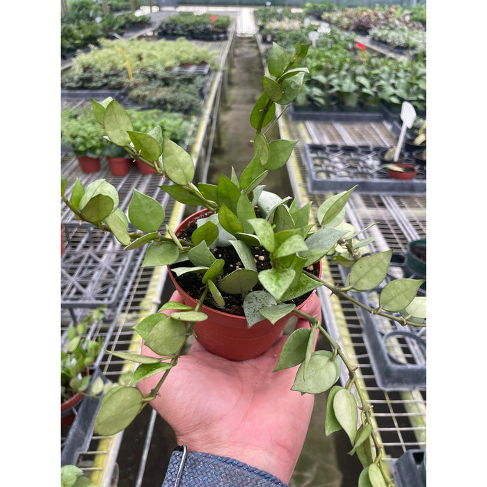 Hoya Krohniana Super Silver