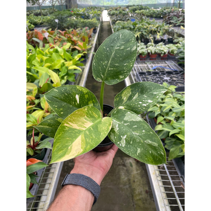 Philodendron 'Congo Nuclear'