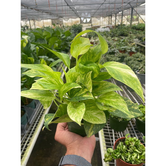 Pothos 'Neon Queen'