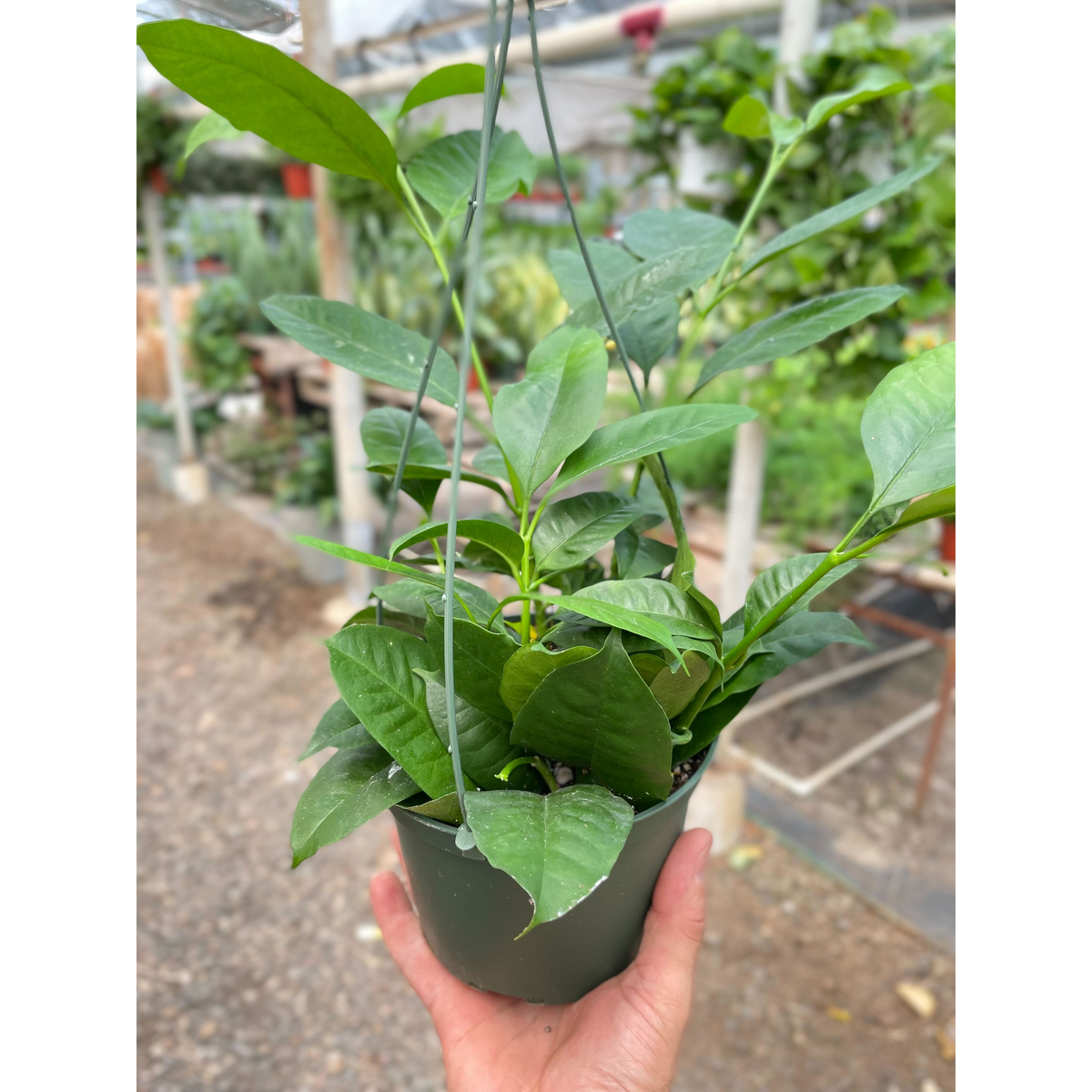indoor plant with star-shaped leaves Hoya 'Shooting Star' | Indoor Plant | Tropical Plant | Potted Plant