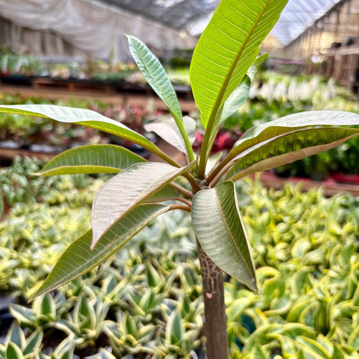 Plumeria Rubra Acutifolia