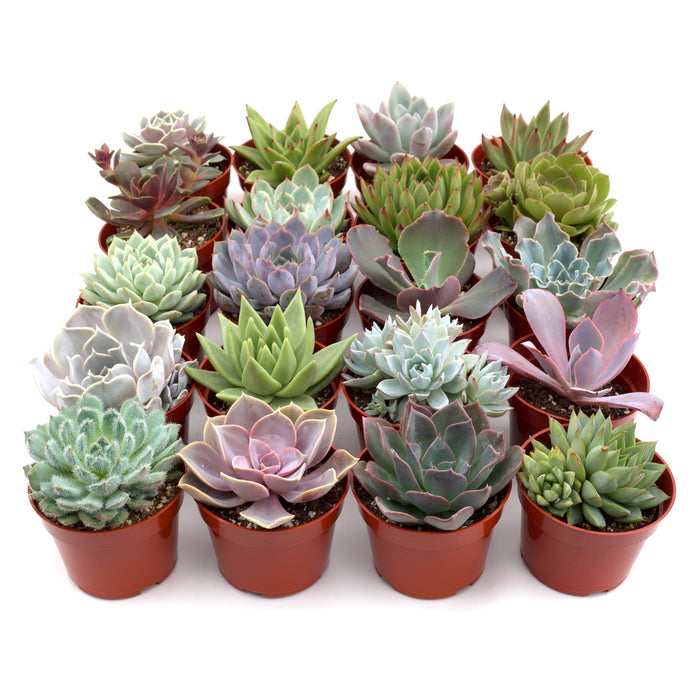 buying succulent plants Rosette Succulent Variety Packs