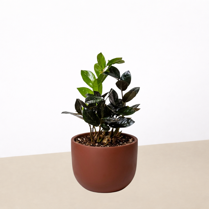 dark zz plant ZZ Zamioculcas 'Black Queen'