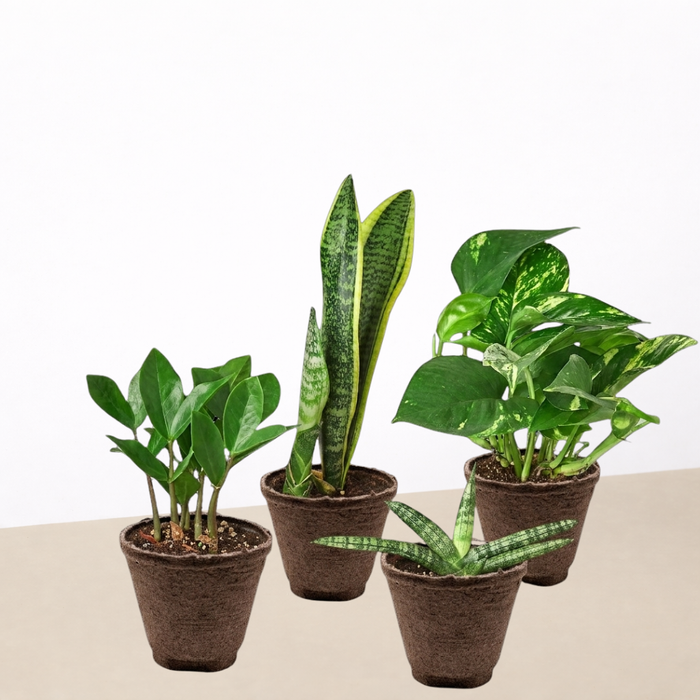 order house plants Easy Care Variety Bundle