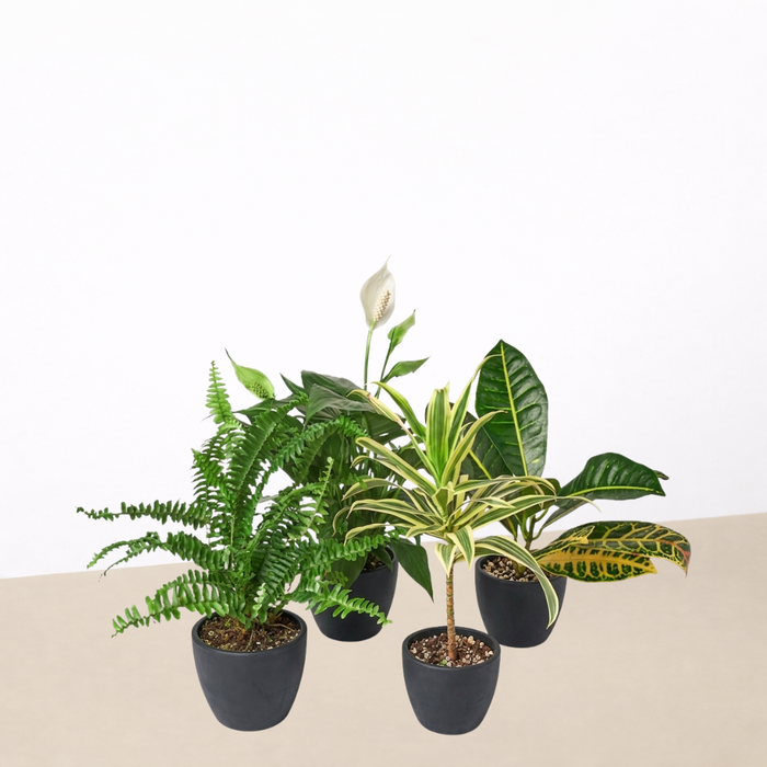 air purification plants indoor Air Purifying Variety Bundle