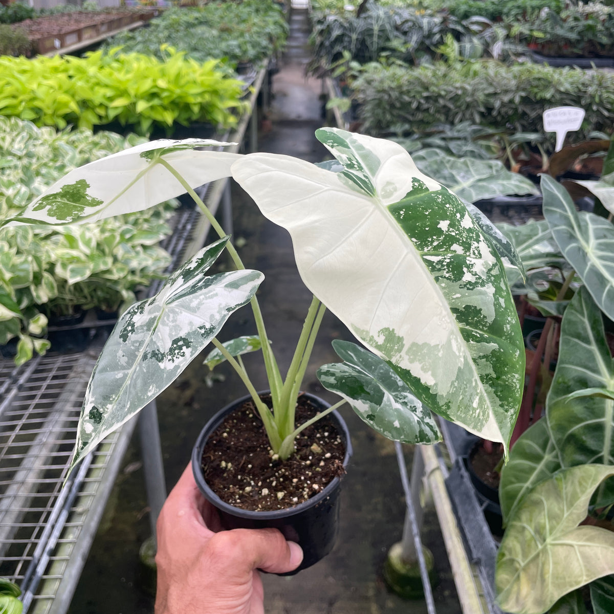 Alocasia Micholitziana 'Frydek' Variegated - 4
