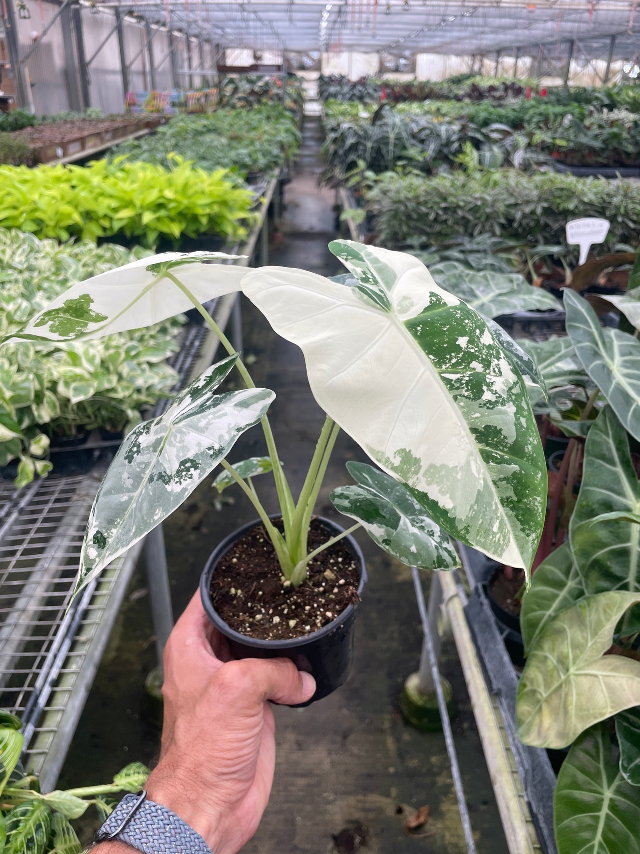 Alocasia Micholitziana Frydek Variegated 4 inch
