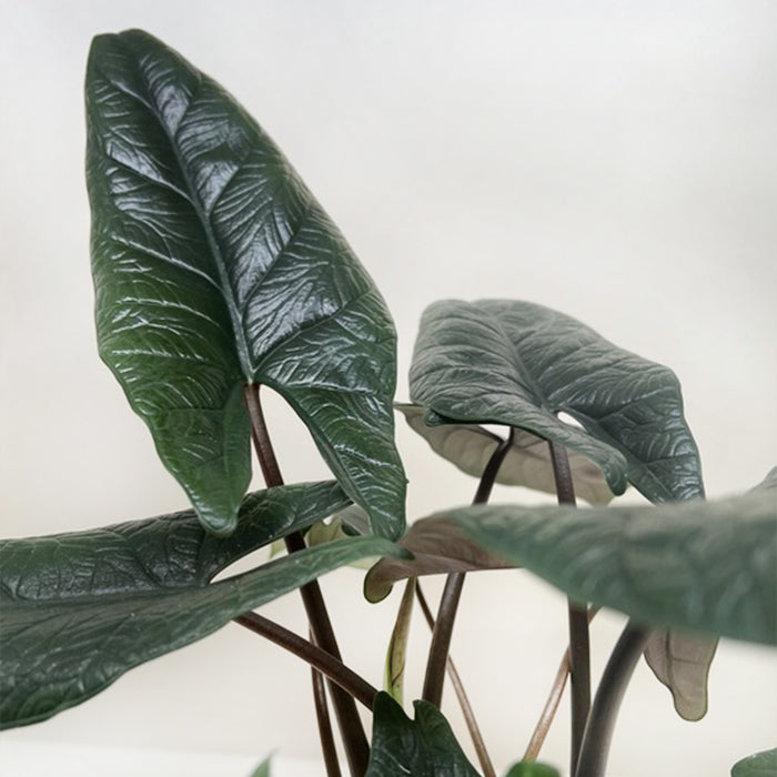 Alocasia 'Scalprum'