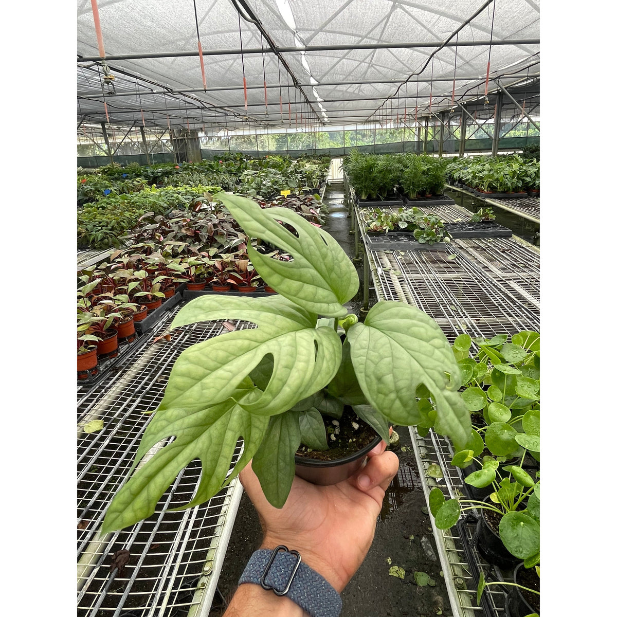 monstera amydrium Amydrium 'Silver'