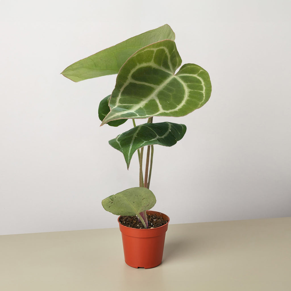 Anthurium Crystallinum | House Plant Shop