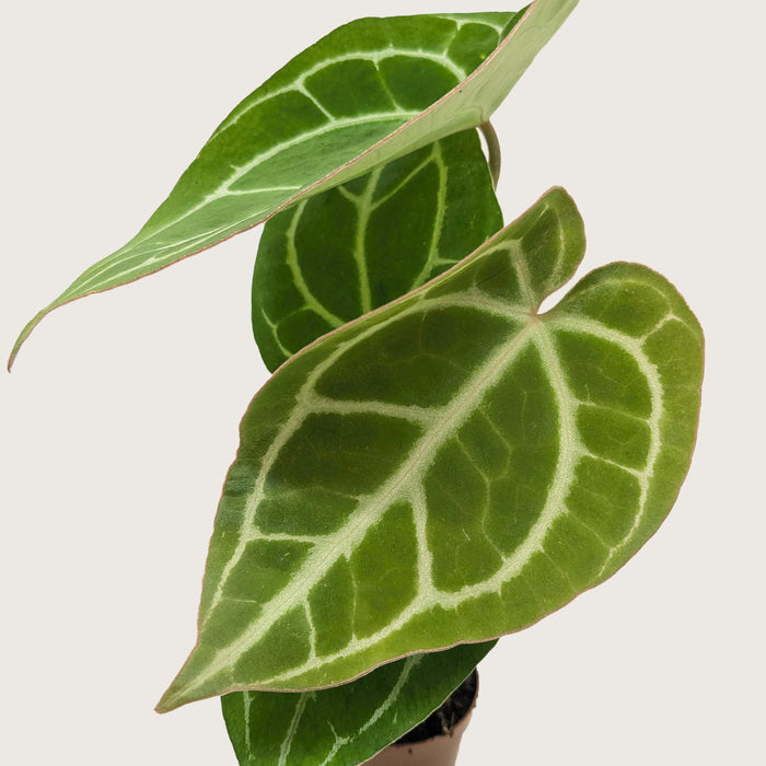 anthurium crystallinum & 39 Anthurium Crystallinum