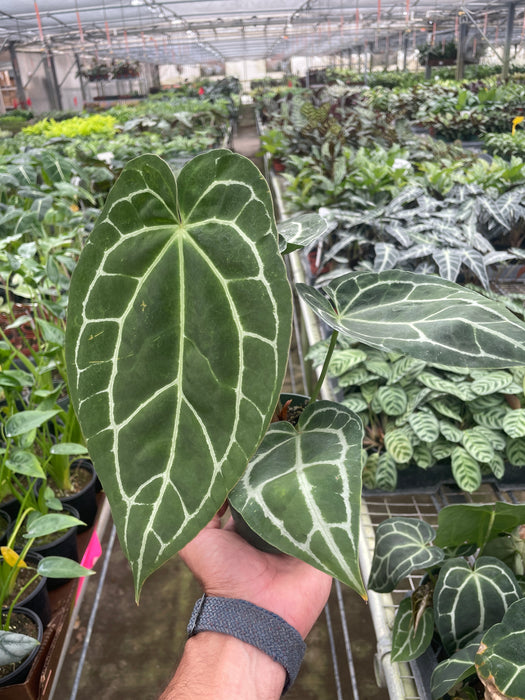 anthurium bitcoin Anthurium Crystallinum