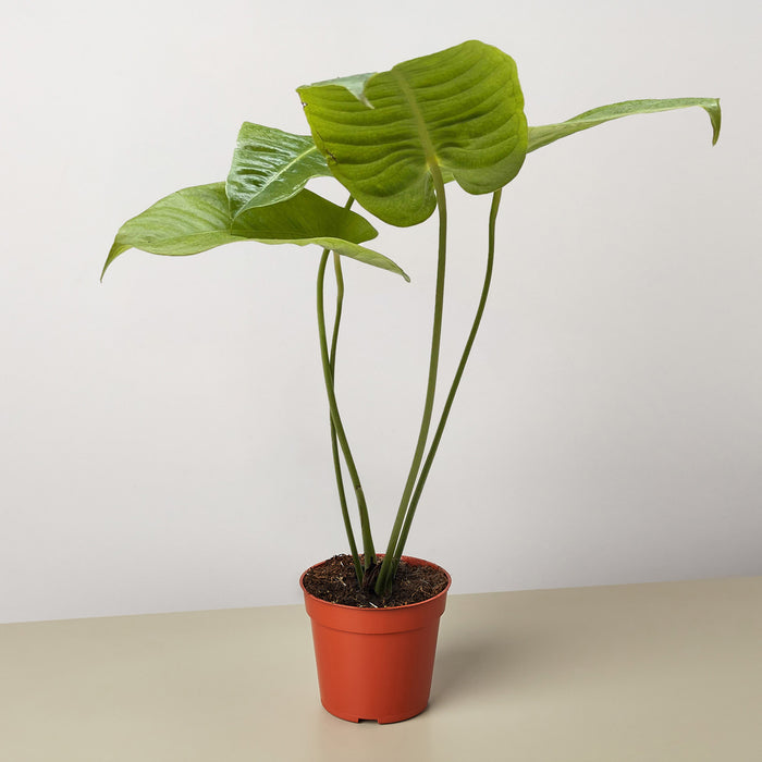 anthurium vetchii Anthurium 'Veitchii'