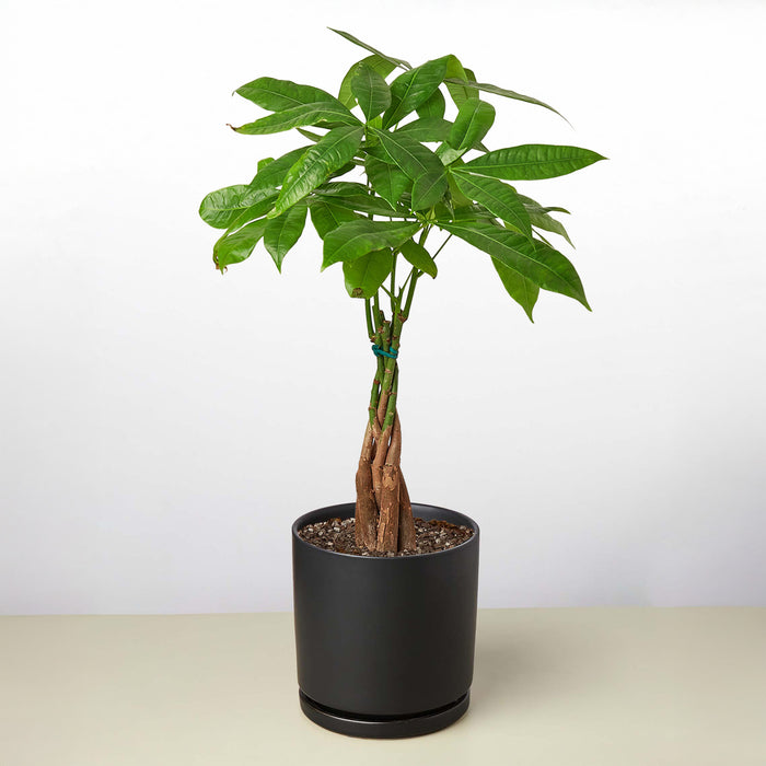 money tree on Money Tree 'Guiana Chestnut' Pachira Braid