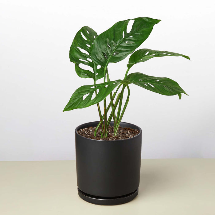 monstera adansonii planta Monstera Adansonii 'Swiss Cheese' | Indoor Plant | Tropical Plant | Monstera Adansonii | Potted Plant