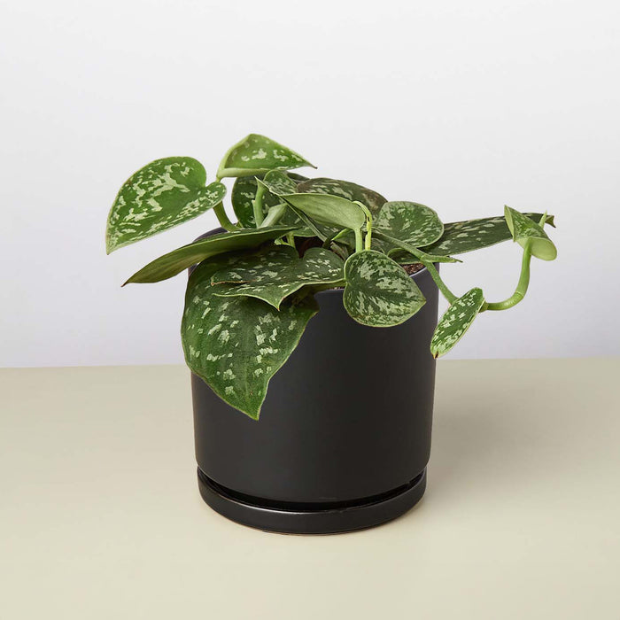 satin pothos 中文 Pothos 'Satin'