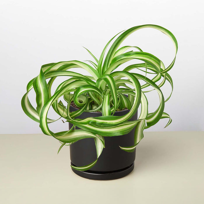 angel spider plant Spider Plant 'Bonnie' | Indoor Plant | Tropical Plant | Potted Plant