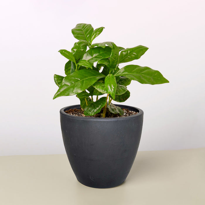 the house plant coffee Arabica Coffee