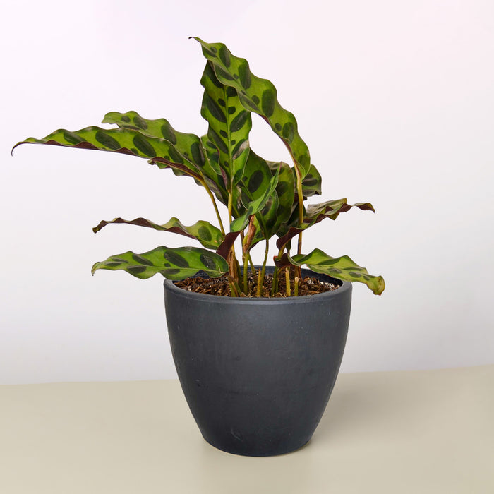 plant black pot Calathea Lancifolia 'Rattlesnake' | Indoor Plant | Tropical Plant | Potted Plant
