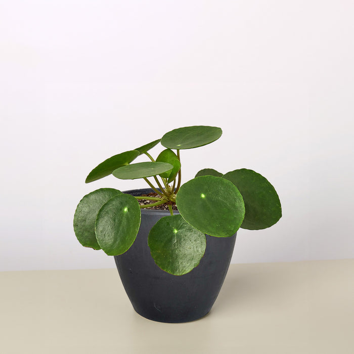 chineese money plant Pilea Peperomioides 'Chinese Money'