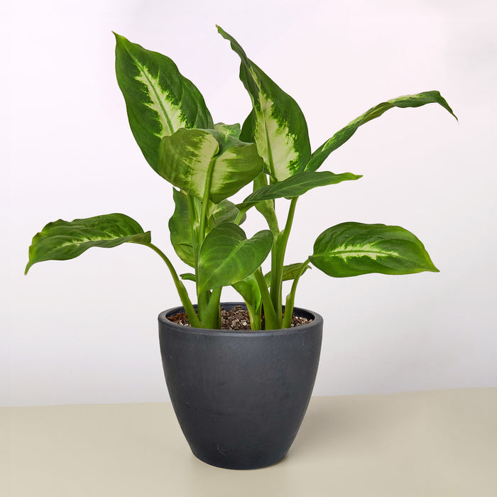 dieffenbachia camille plant care Dieffenbachia Camille