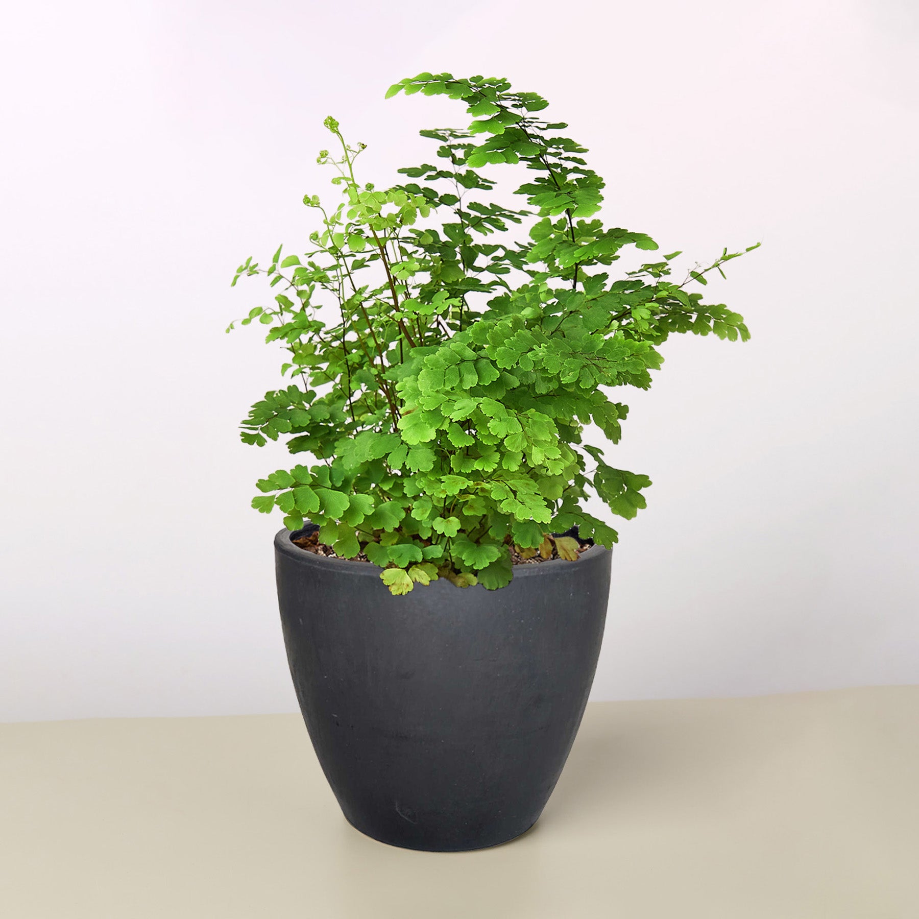 Maidenhair Fern