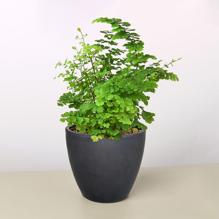 indoor fern plants for sale Maidenhair Fern