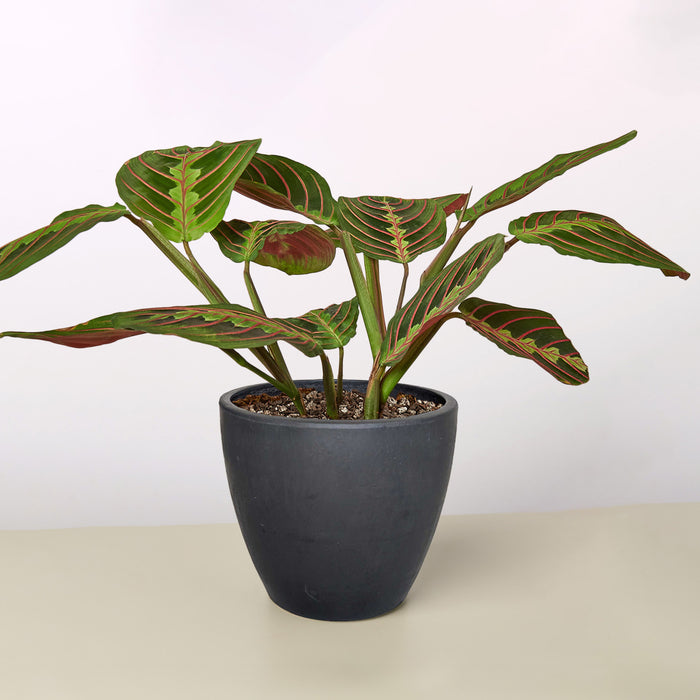 prayer plant where to buy Maranta 'Red Prayer'
