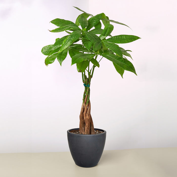 where to buy money tree plant Money Tree 'Guiana Chestnut' Pachira Braid