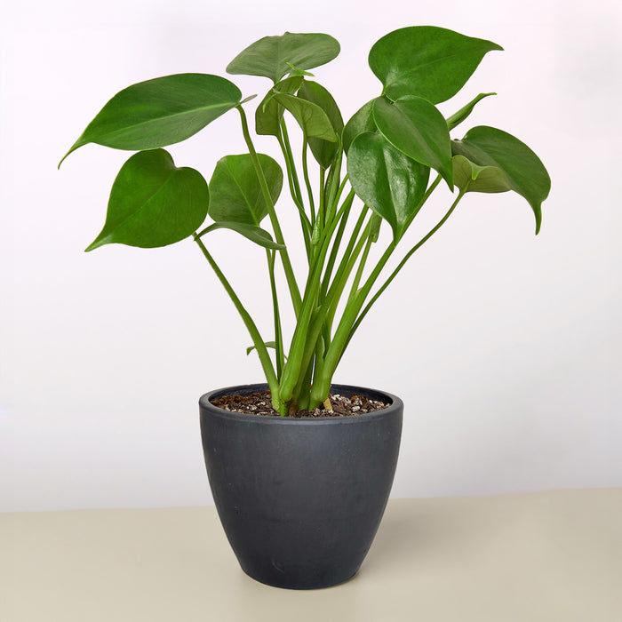 black monstera plant Monstera 'Split-Leaf'
