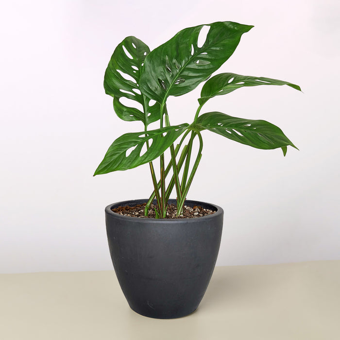 swiss cheese plant sale Monstera Adansonii 'Swiss Cheese'