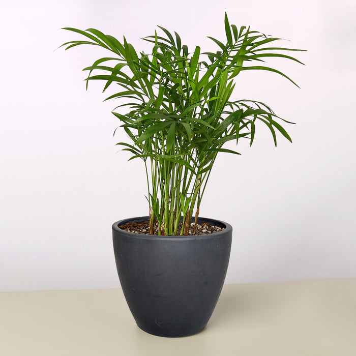 parlor palm seeds for sale Parlor Palm
