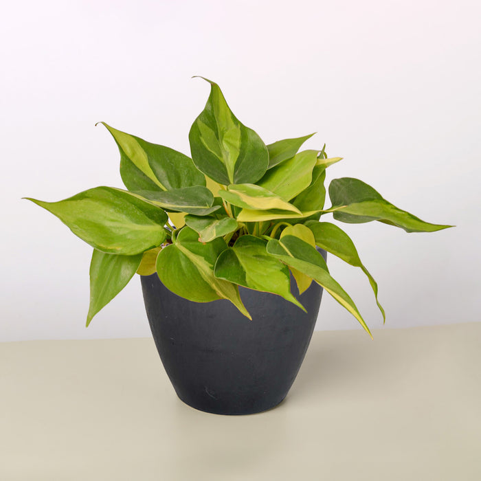 brasil philodendron size Philodendron 'Brasil'