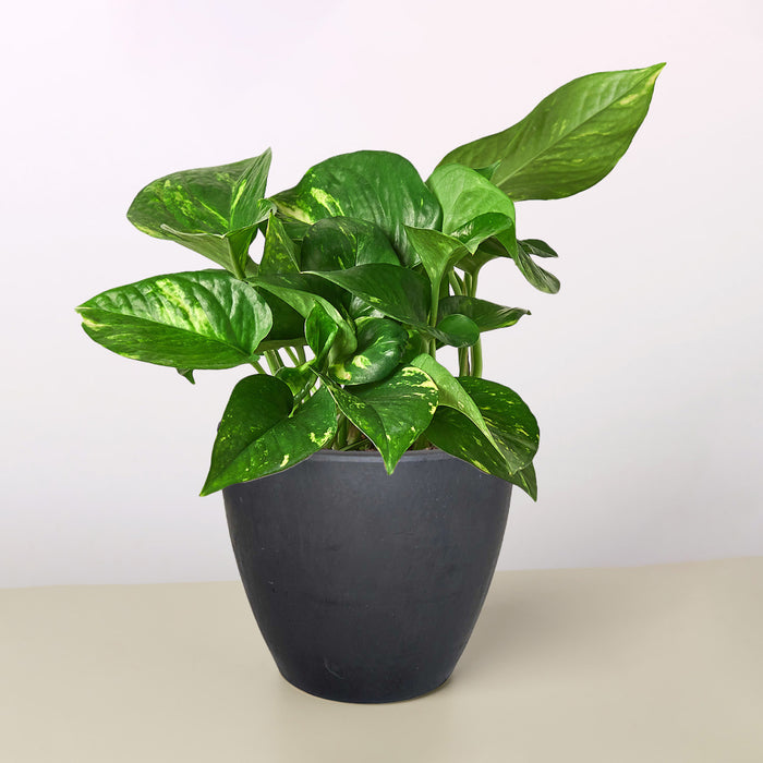 large pothos for sale Pothos 'Golden' | Indoor Plant | Tropical Plant | Potted Plant