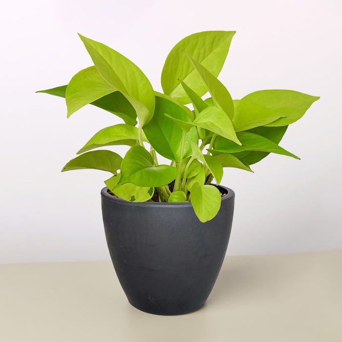 pothos black Pothos 'Neon'
