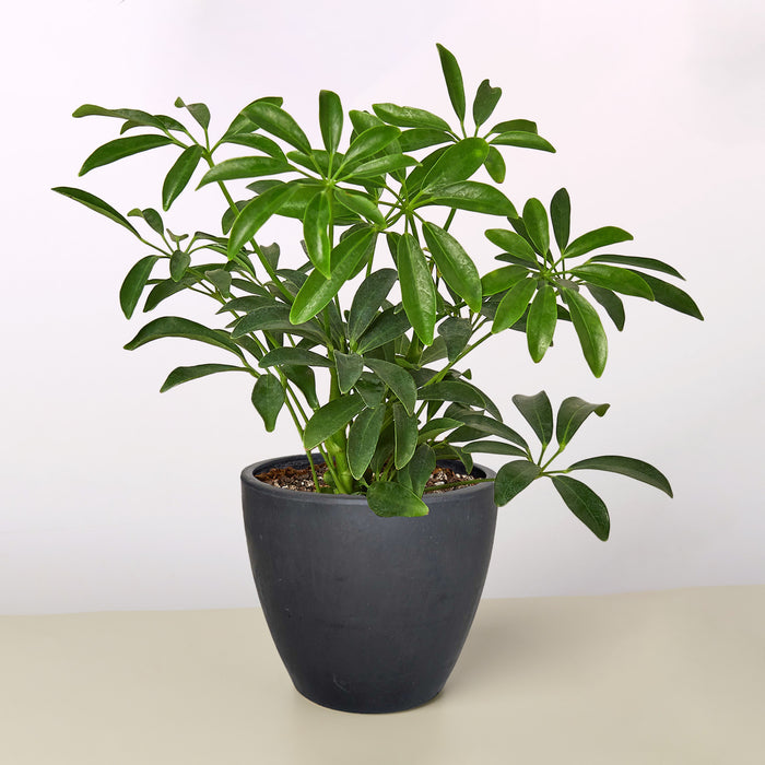indoor plants ann arbor Schefflera Arboricola | Indoor Plant | Tropical Plant | Potted Plant