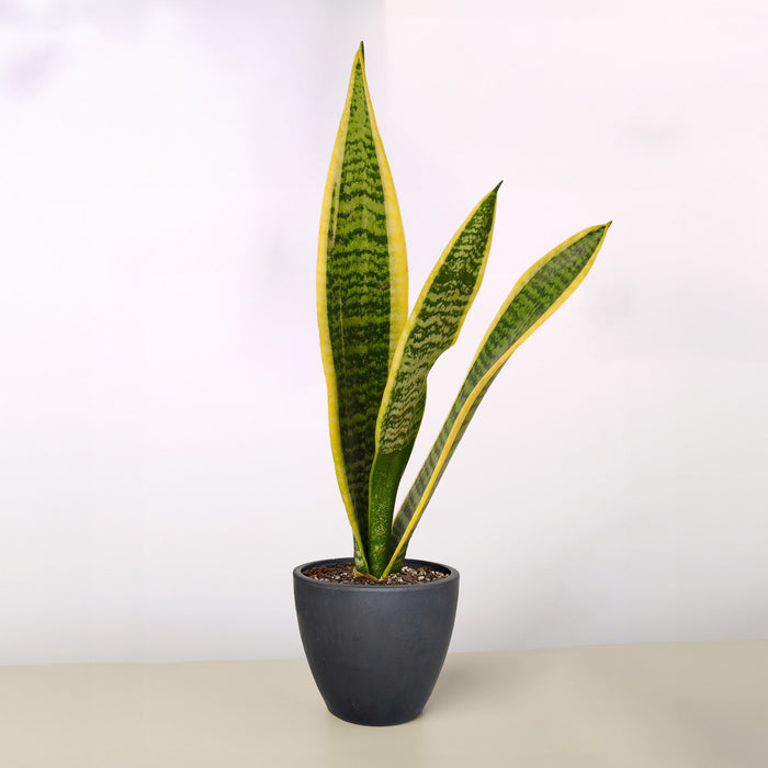 buy live snake plant Snake Plant 'Laurentii' | Indoor Plant | Tropical Plant | Potted Plant
