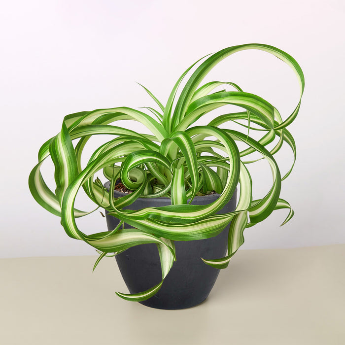 spider vine plant Spider Plant 'Bonnie' | Indoor Plant | Tropical Plant | Potted Plant