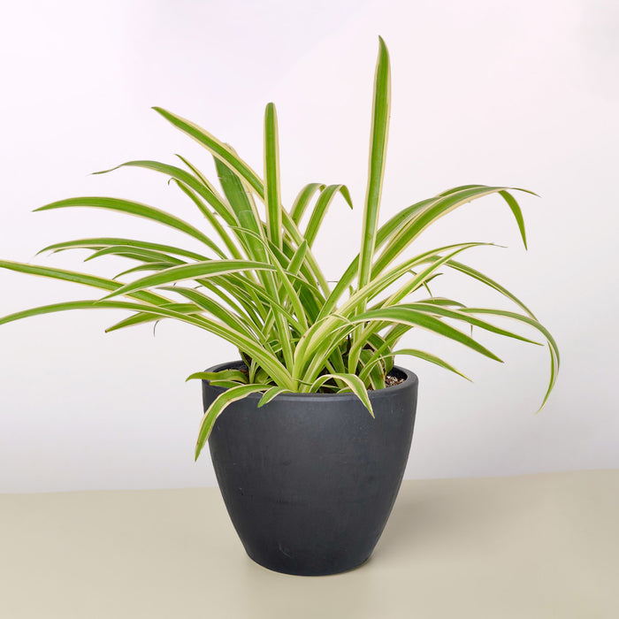 spider plant common name Spider Plant 'Reverse'