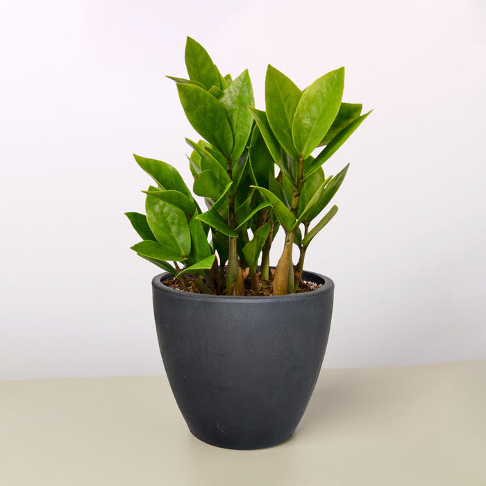 black indoor plants Zamioculcas Zamiifolia 'ZZ' | Indoor Plant | Tropical Plant | Potted Plant