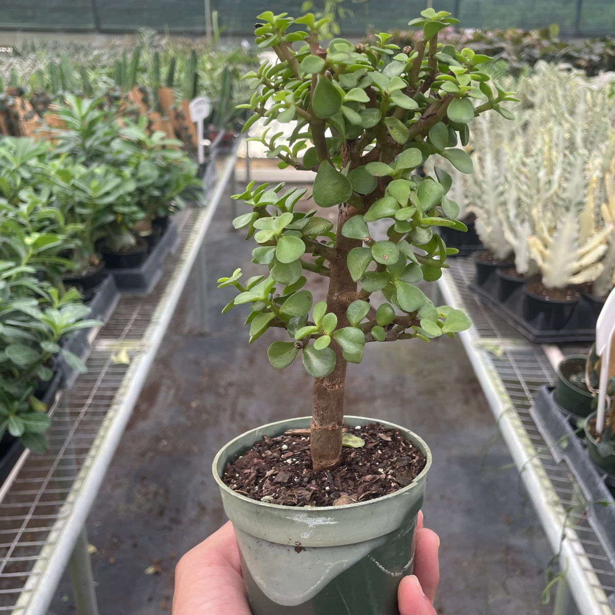 green jade plant Bonsai Jade Dwarf Green