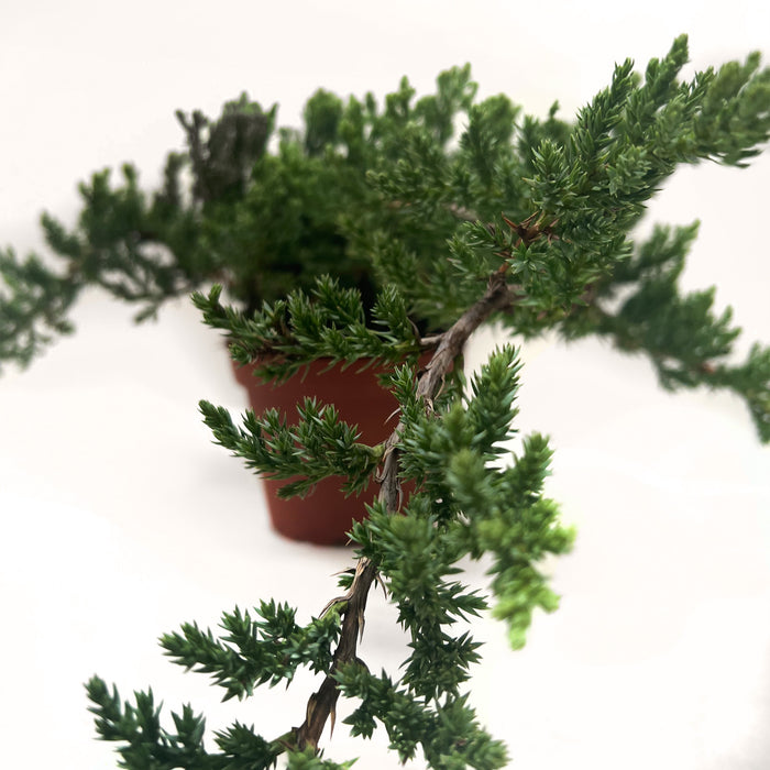 Bonsai Juniper