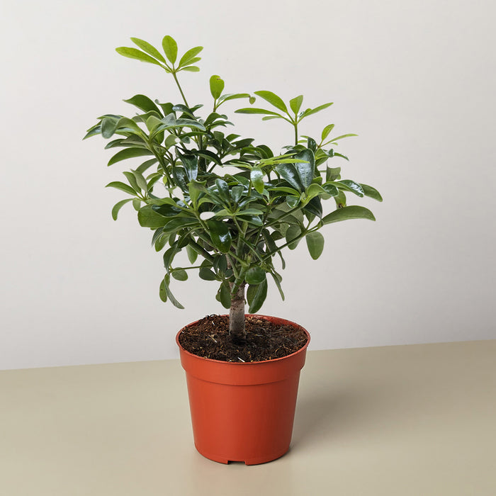 Bonsai Schefflera Arboricola
