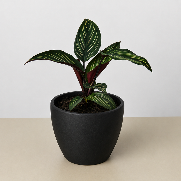 calathea succulent Calathea 'Beauty Star' | Indoor Plant | Tropical Plant | Potted Plant