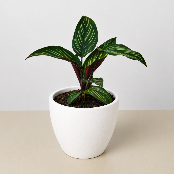 is calathea an indoor plant Calathea 'Beauty Star'